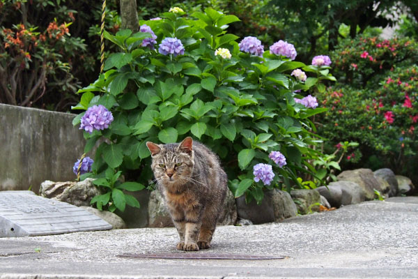 タビゾンヌと紫陽花３