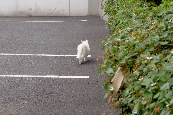 リリ　お出掛け後ろ姿