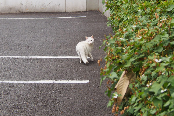 リリ　気が付き振り返る