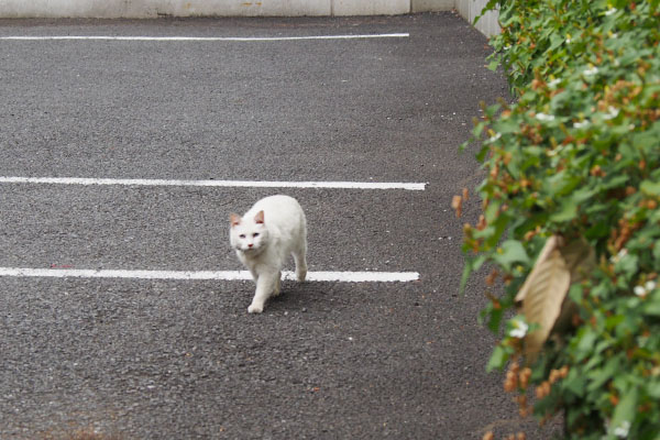 リリ　戻って来る