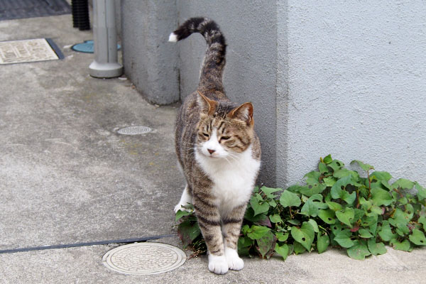 サーヤ　しっぽがクエスチョンマーク