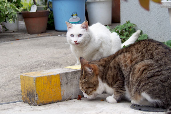 リリ　牙がひっかかる