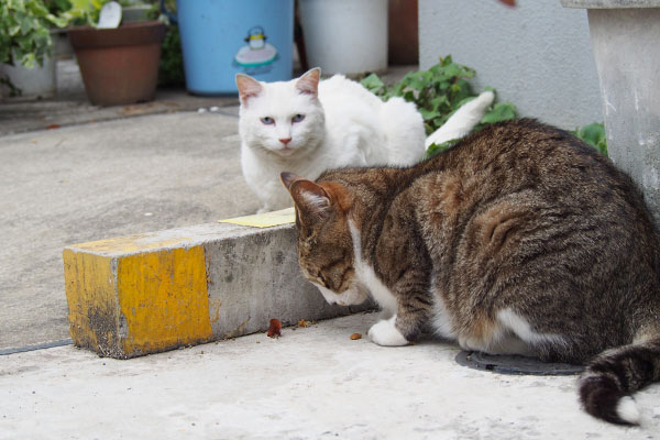 リリとサーヤ　早食いリリ