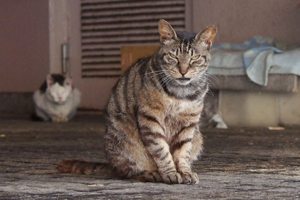 マール目がシャープ