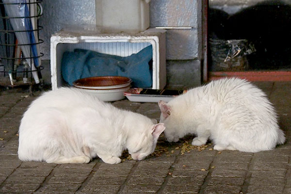 白猫ふたり食べている