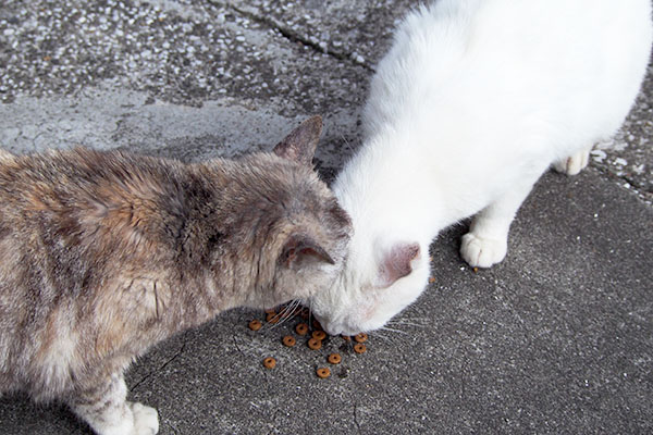 食べるハクと銀１