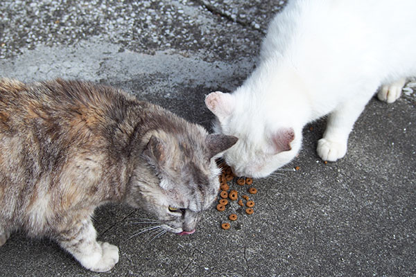 食べるハクと銀３