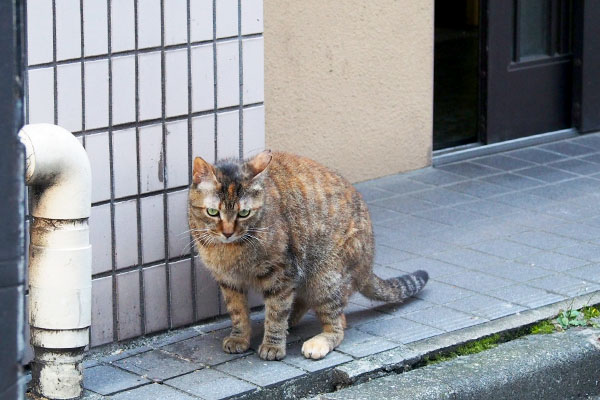 猫幅に空けたドア