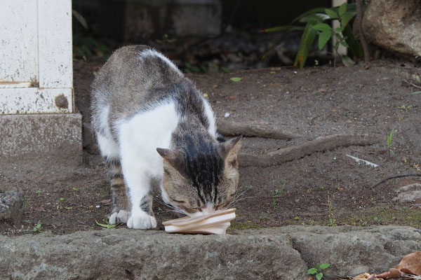 当然の様に食べるレオ太