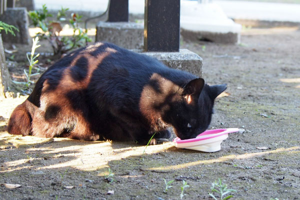 食べるココ