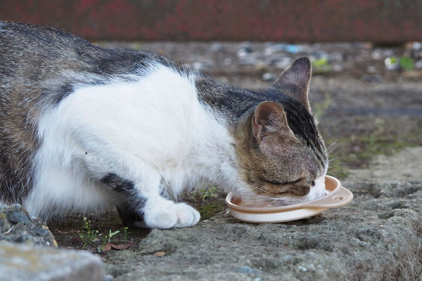 気にせず食べるレオ太