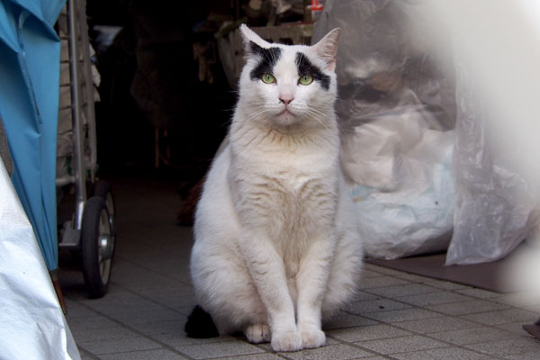 ヤコ　遠くを見ながらも耳反応