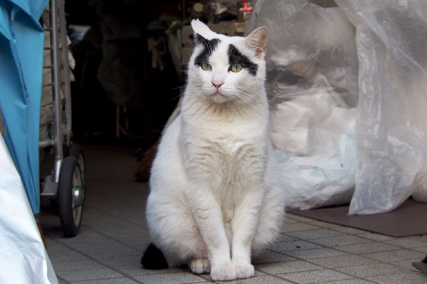 ヤコ　やっぱ聞こえる