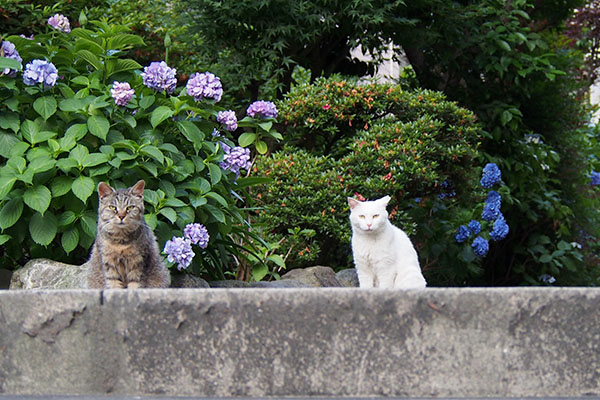 ハクとタビサンクと紫陽花１