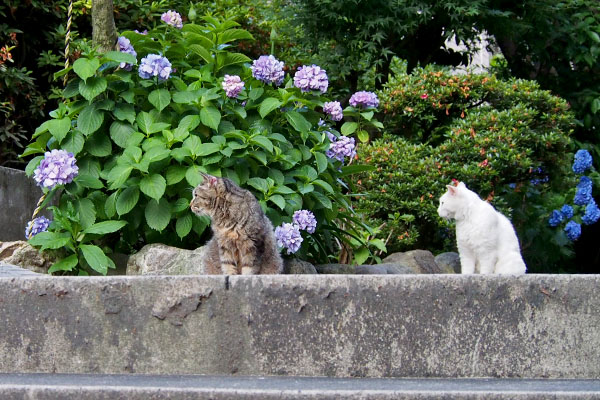 ハクとタビサンクと紫陽花２