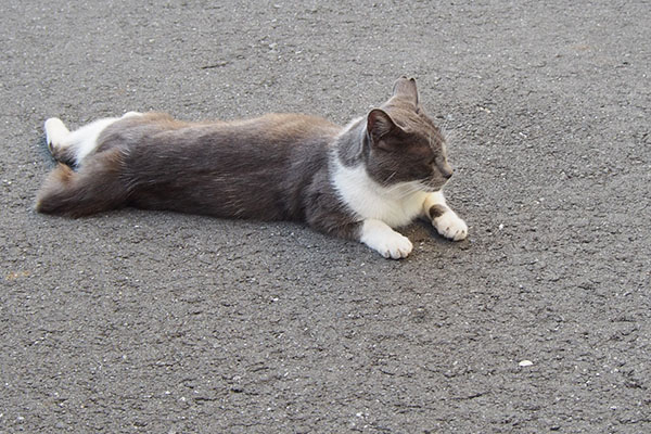 道路の真ん中にちびにゃん