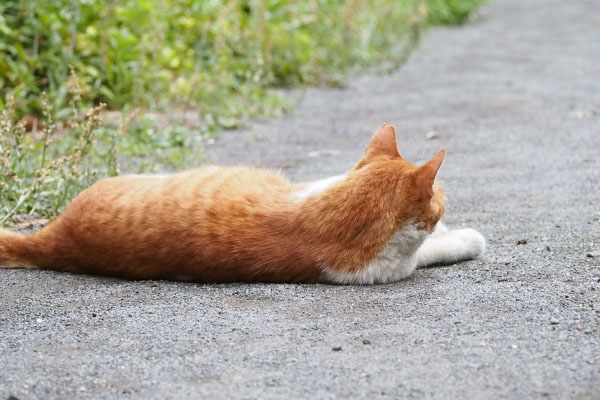 ムートン　小路で寛ぐ