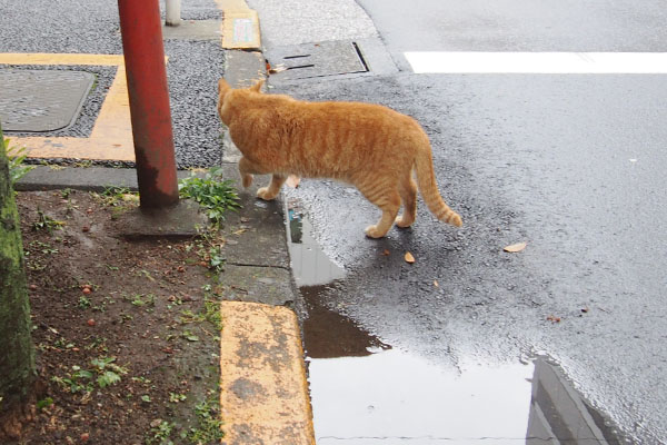 歩道に乗るカブ