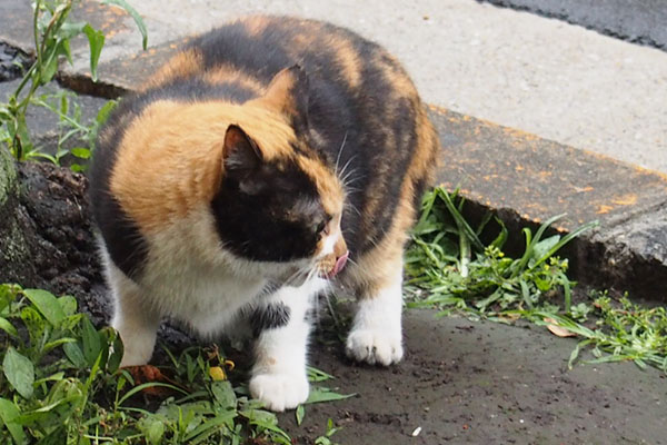 鼻をぺろんとするリコ見ている