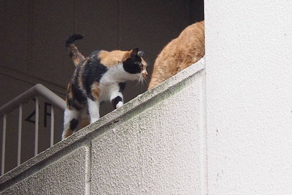 動くリコ右にカブ