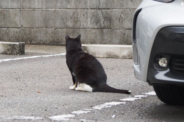 向かいの駐車場墨背