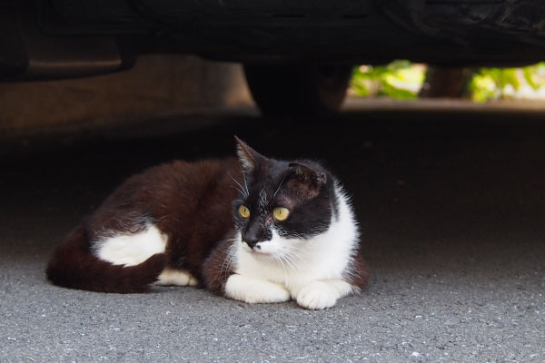 コテ車の下