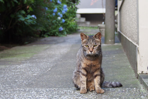 タビサンクと紫陽花２