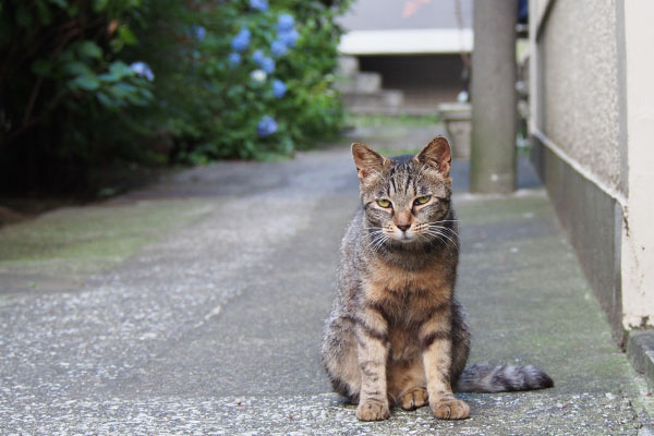 タビサンクと紫陽花１