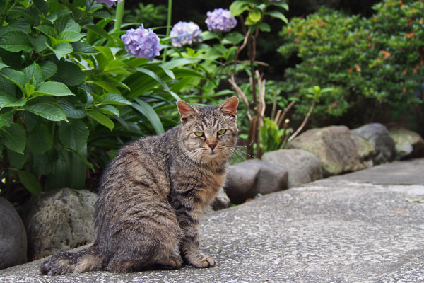 タビゾンヌと紫陽花2