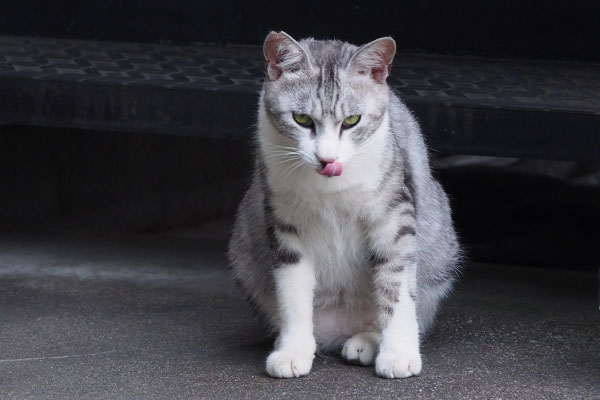 目付き悪くぺろんなクロム