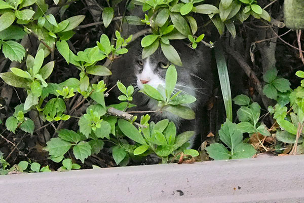 植木の中のオット左