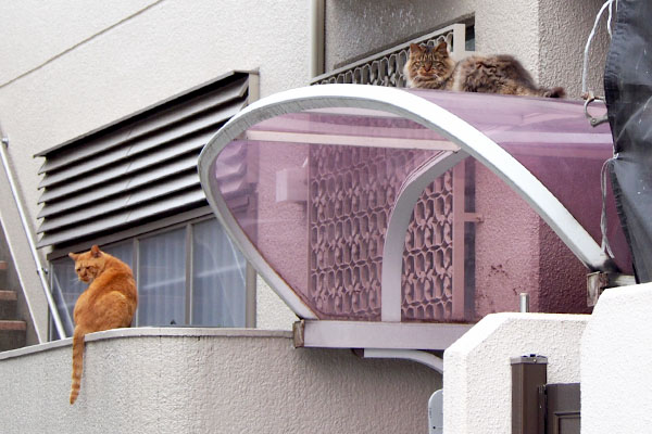 ガレージの屋根にマロン