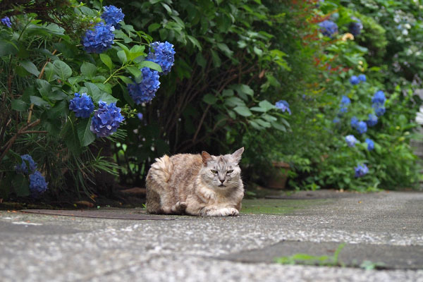 銀と紫陽花２