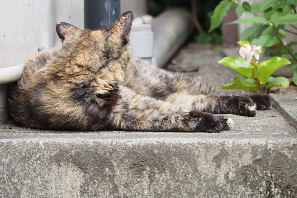 サビチッチ撮影拒否