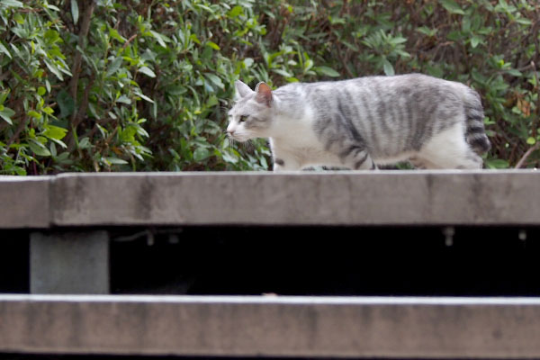 クロム　やってきた