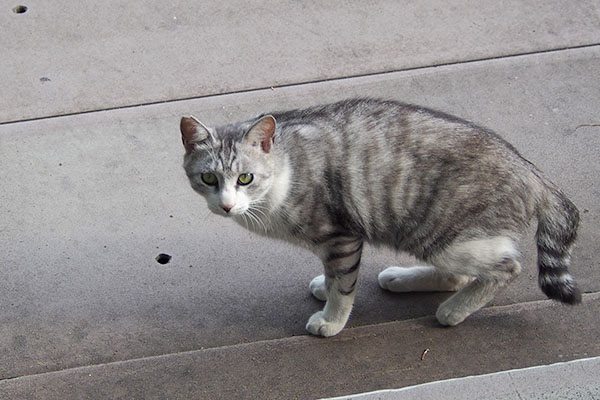 クロム　おねだりの目