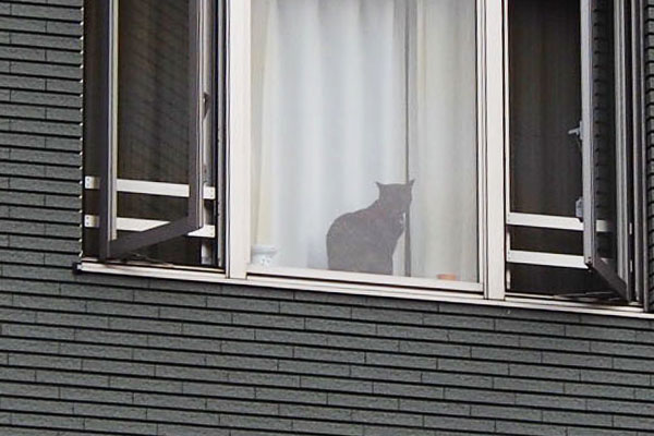 窓辺の猫こちらを見る