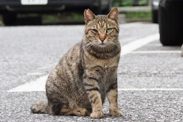 お顔拝見きじとら君