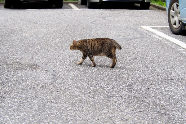 車の下へ行くきじとら君