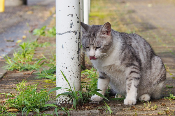 草を食べるクロム