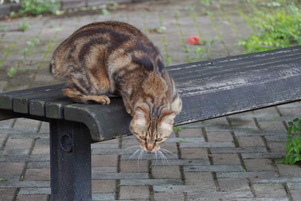 にゃんか持っているヒトにゃ