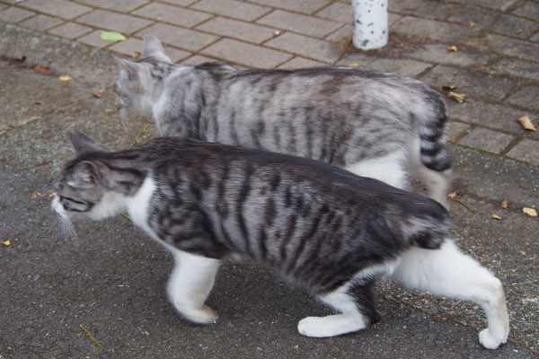 並んで走るクロムとタンタル