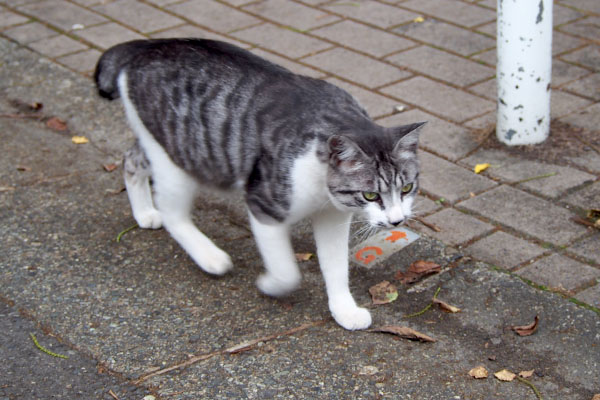 食べ終わって戻るタンタル