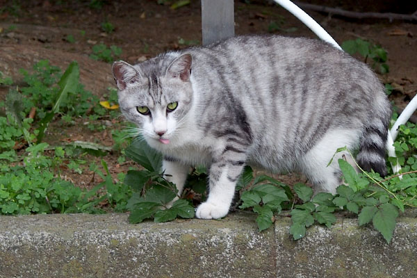 クロム　食べ終わりのコワイ顔