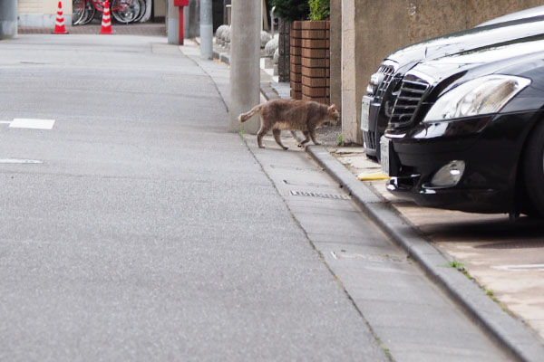 グリ　歩く姿横から