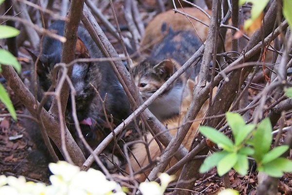 三毛ちゃんと茶トラ２