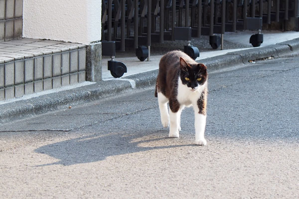 コテ　とてとて歩く