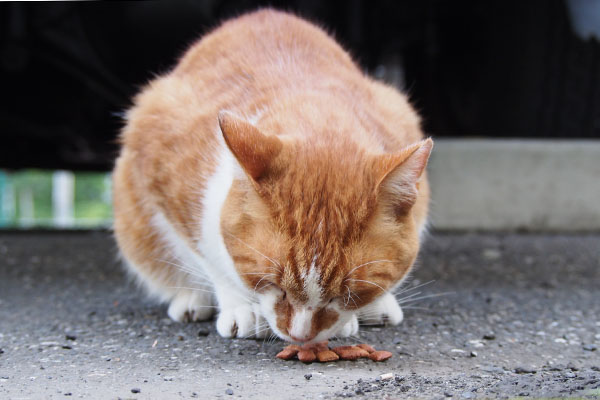 カリカリを食べるムートン