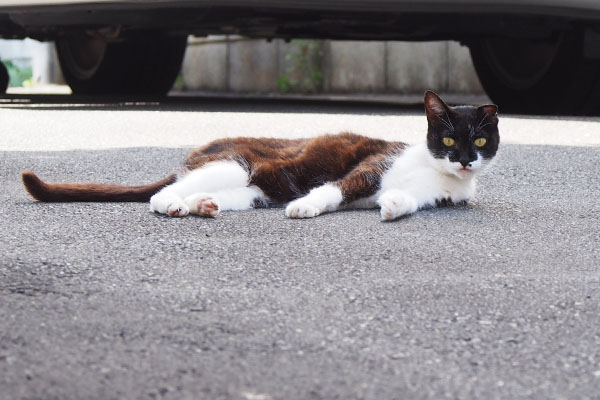 横になるコテ