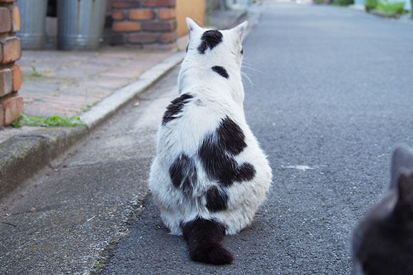 坊の毛束のある背中